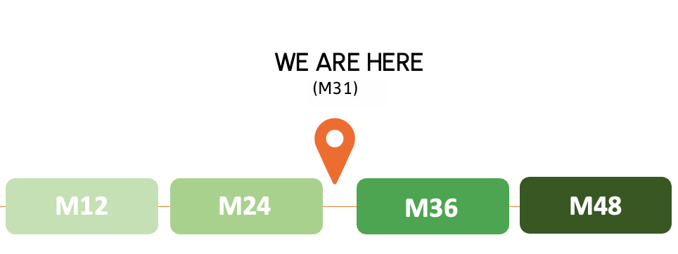 M 31